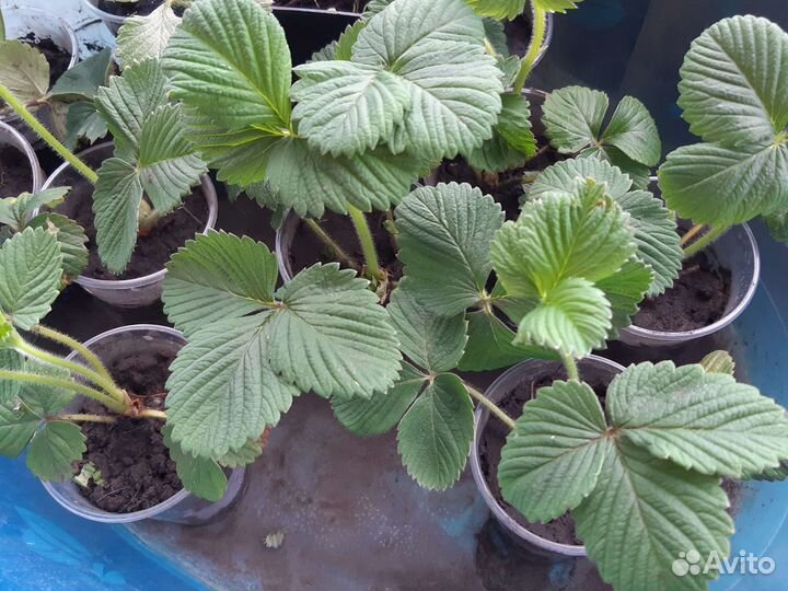 Рассада клубники Фестивальная