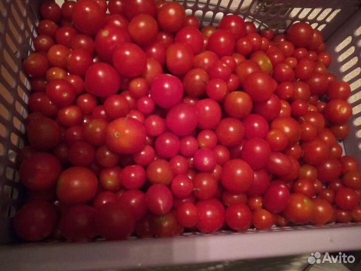 Помидоры черри