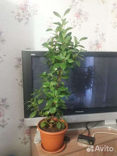 Фикус Макломе