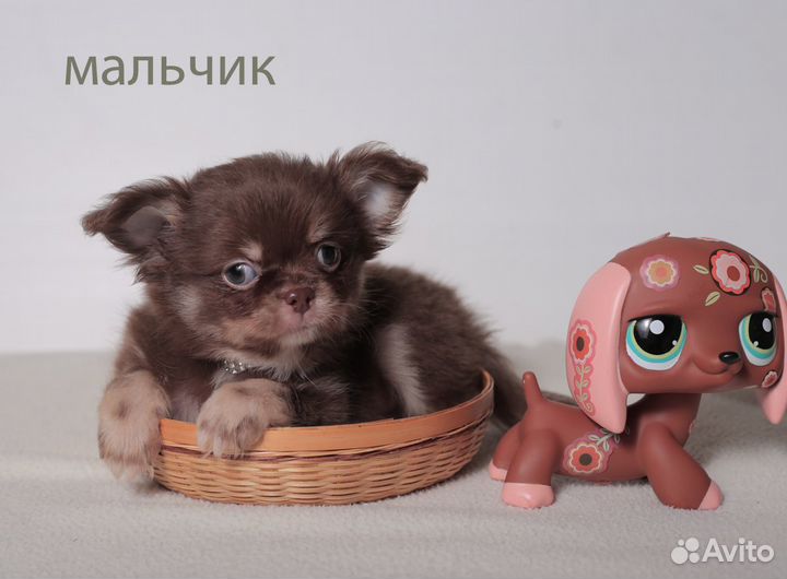 Щенки чихуахуа