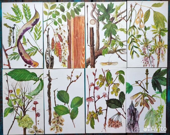 Ботанические иллюстрации деревья