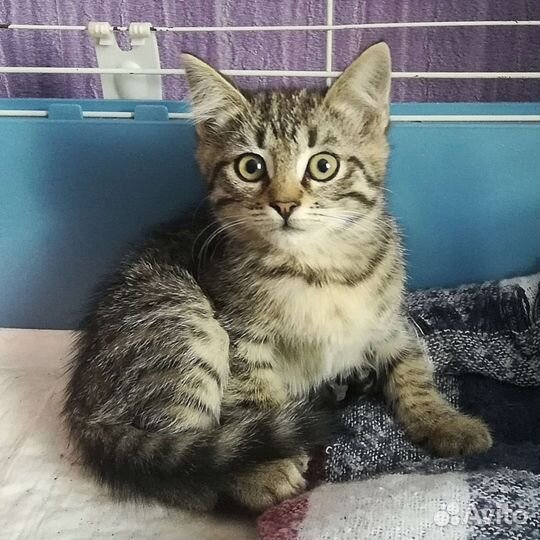 Котёнок мальчик в добрые руки