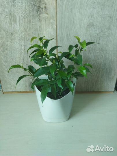 Фикус Бенджамина