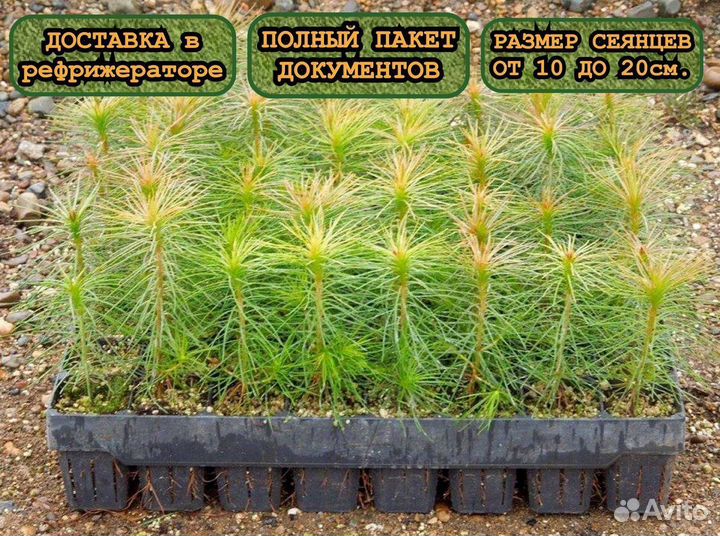 Зкс сеянцы ели и сосны
