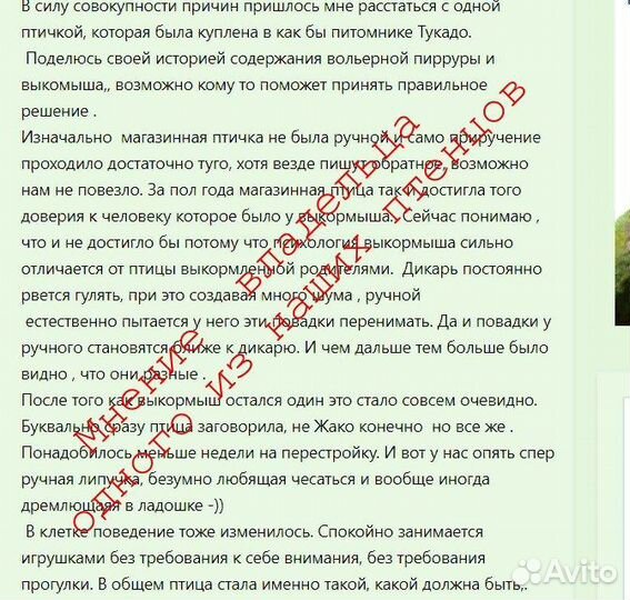 Птенцы пирруры