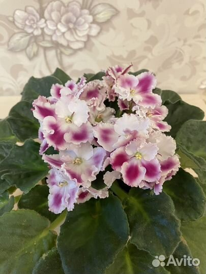 Фиалки детки взрослые