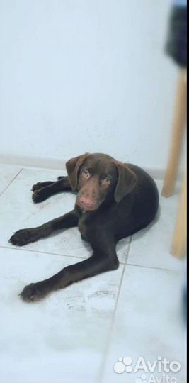 Шоколадный щенок в добрые руки