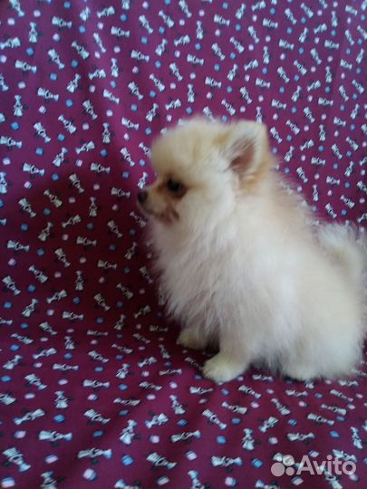 Щенки шпица мини