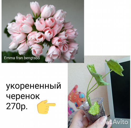 Пеларгония сортовая