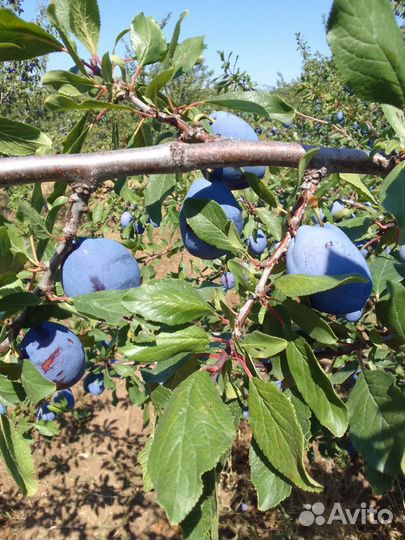 Слива и персик оптом