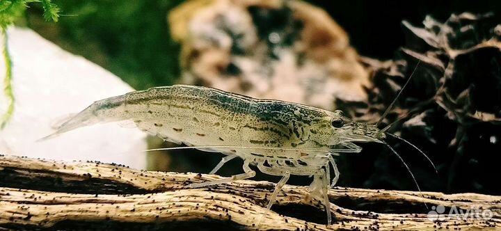 Креветки Амано, трубки Чолла, Стифодоны, бактерии