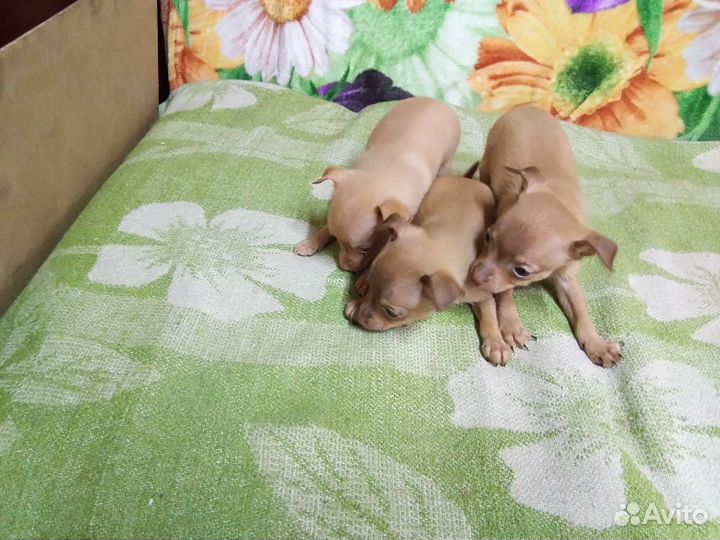 Мини той-терьер щенки