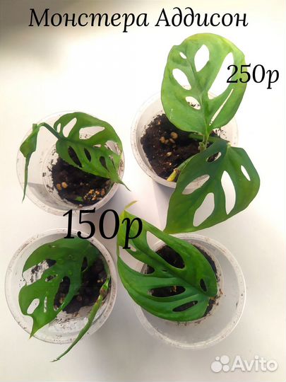 Филодендрон сциндапсус