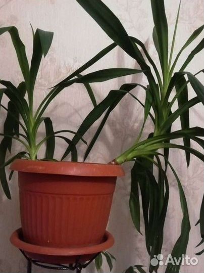 Юкка и Амазонская лилия