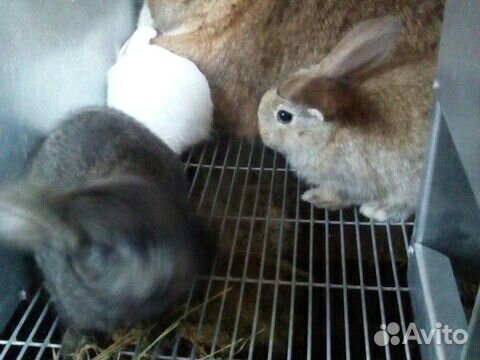 Кролик крольчата