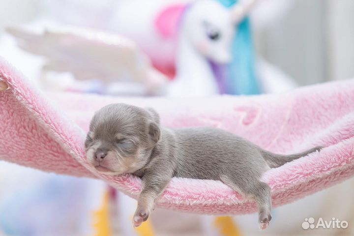 Шикарные Щенки Чихуахуа мальчики и девочки
