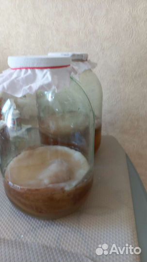 Чайный гриб -Комбуча