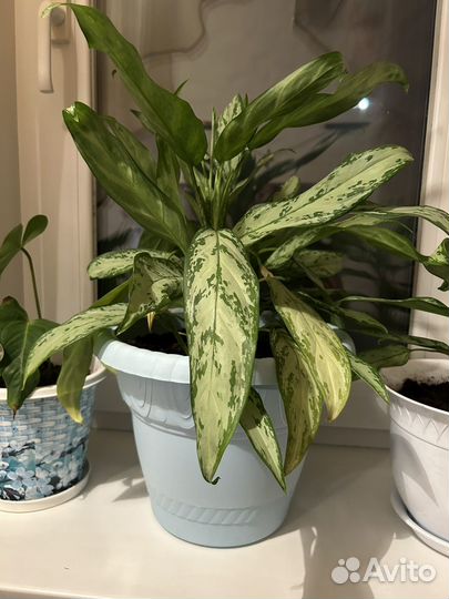 Цветы Аглаонема