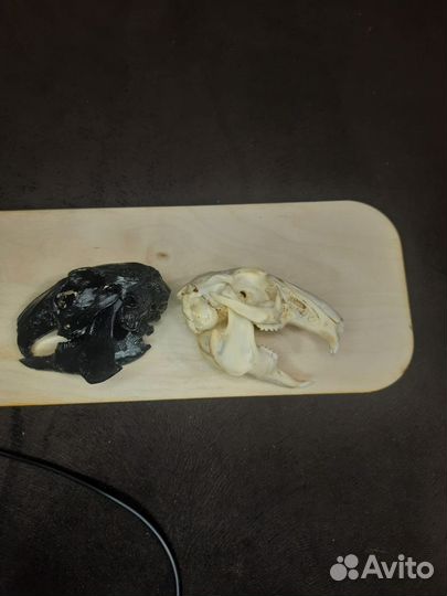 Череп кролика