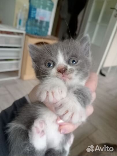 Умная котенок-девочка в добрые руки