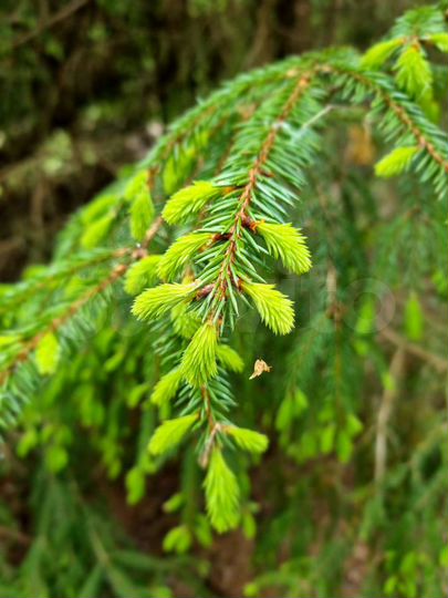 Участок 7,6 сот. (СНТ, ДНП)