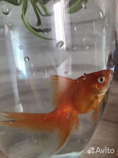 Золотая рыбка