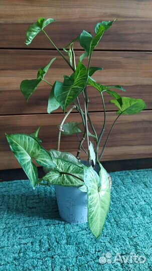 Цветы комнатные