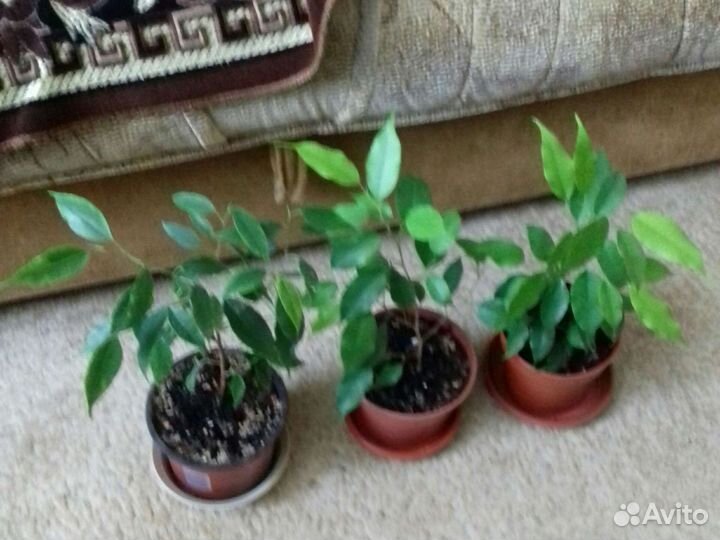 Комнатные цветы