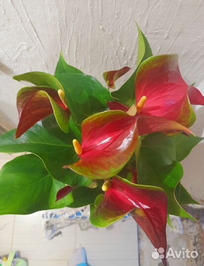 Антуриум красный Динамит Ред