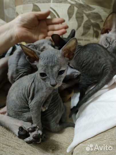 Донской сфинкс котята