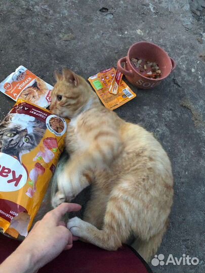 Кот ищет дом