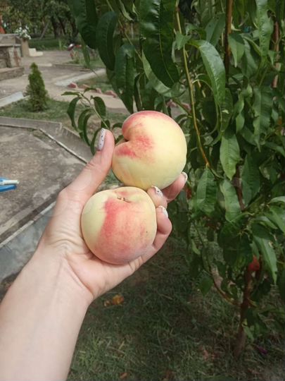 Дом 263 м² на участке 8 сот.