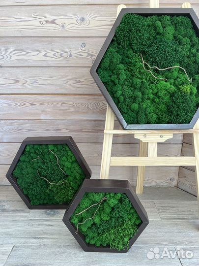 Соты из стабилизированного мха