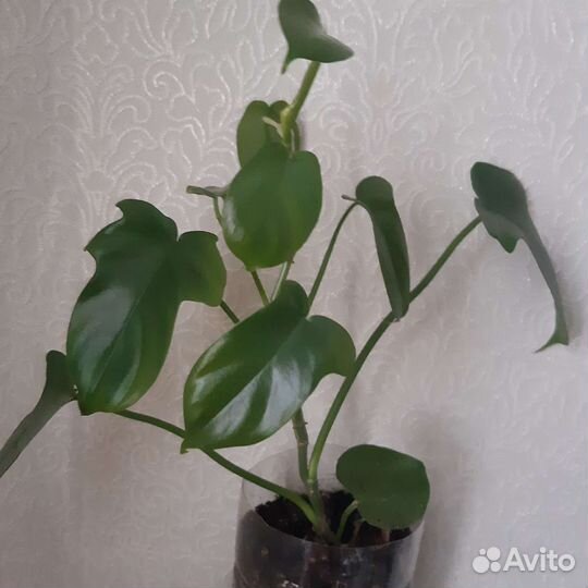 Филодендрон