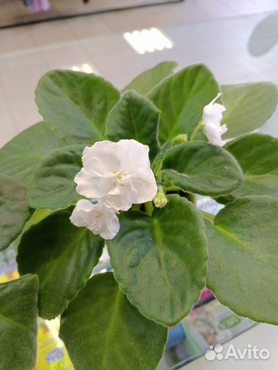 Комнатные растения цветы