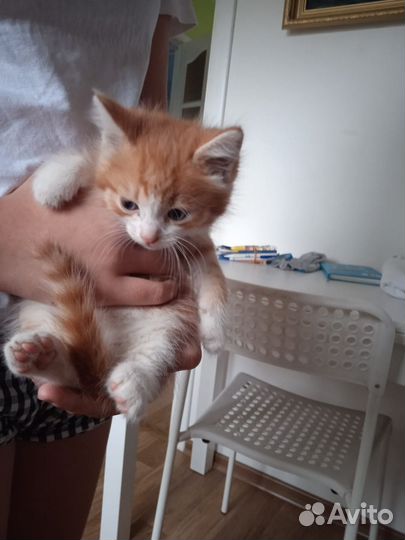 Котенок мейн-кун