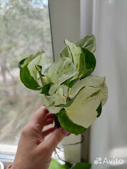 Эпипремнум