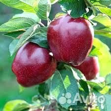 Саженцы Плодово-ягодные культуры из питопника