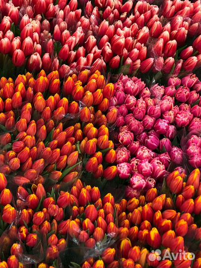 Тюльпаны к 8 марта оптом тюльпаны