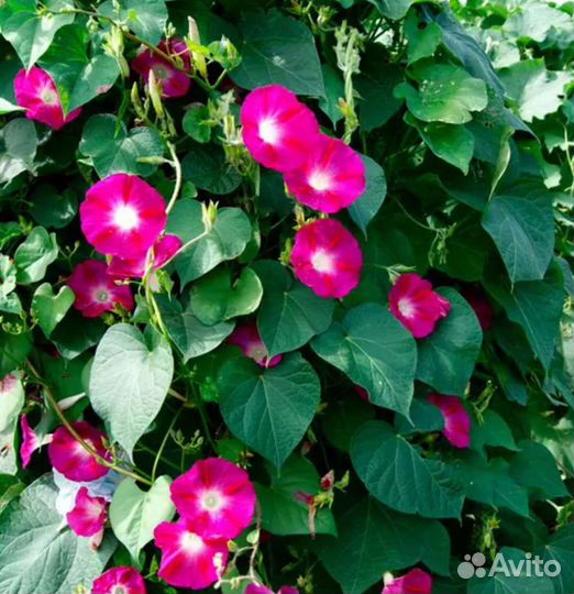 Ипомея (вьюн )рассада