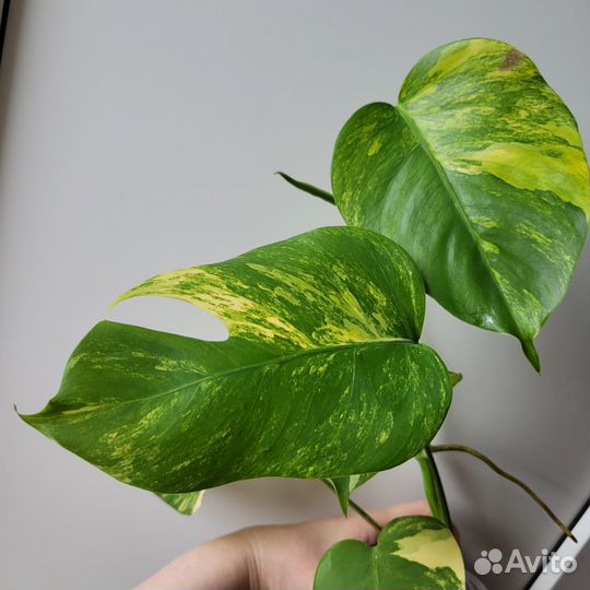 Монстера желтая (Monstera Pertusa yellow splash)
