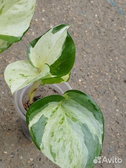 Эпипремнум яблоко