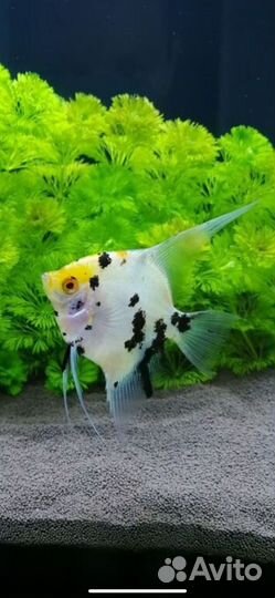 Скалярия кои