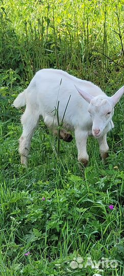 Козлик зааненский