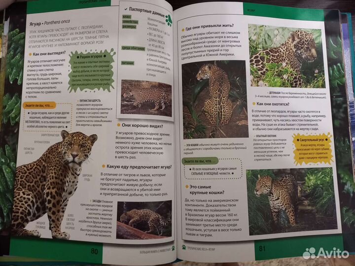 Энциклопедия про животных