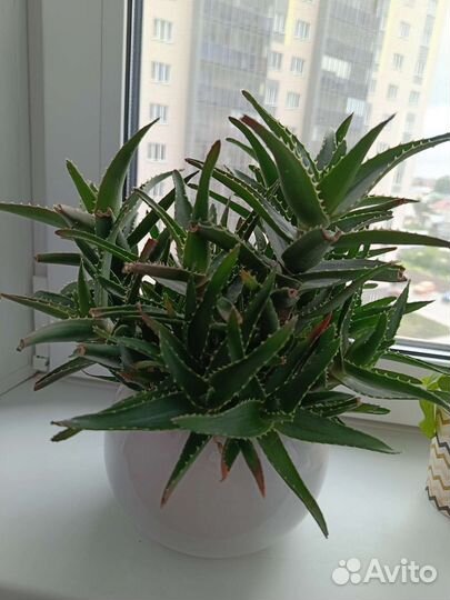 Комнатные цветы, отростки