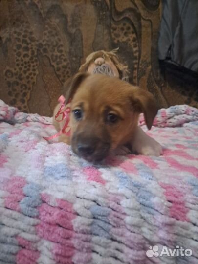 Щенок в поиске дома доставка