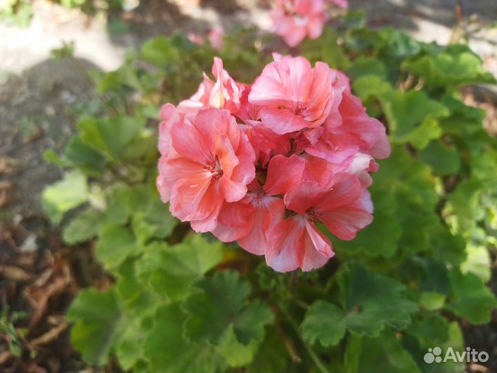 Герань пеларгония