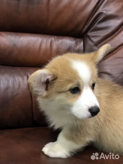 Малышка Вельш Корги Пемброк