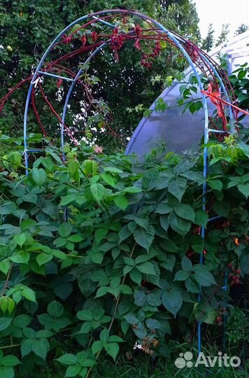 Ежевика бесшипная